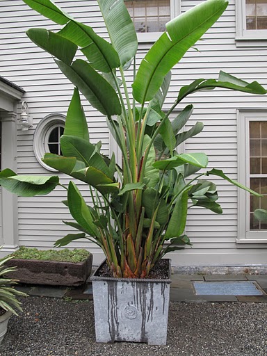 Martha's banana tree outside her Bedford home.