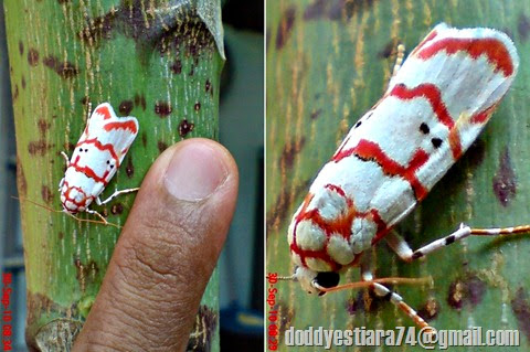 Menurut situs 'The Moths of Borneo', ngengat Cyana conclusa, yang aku temukan pada September 2010 ini, merupakan salah satu jenis ngengat yang cukup langka dalam genus Cyana. 