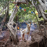 http://www.yogatraumreise.de/yoga_reise_goa_indien/