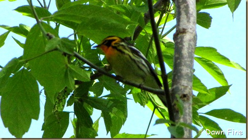 Blackburnian Warbler