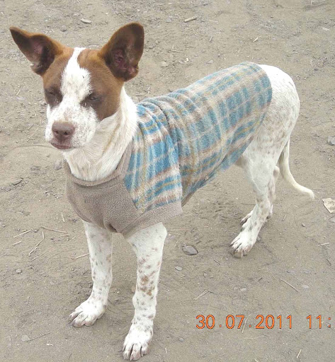 Este cachorro ha aparecido.JPG