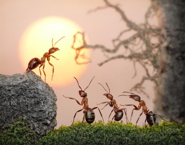 [Life-of-Ants-Andrey-Pavlov-08%255B4%255D.jpg]