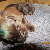 IMG_1138.JPG