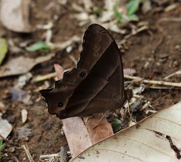 Spotting Image 1