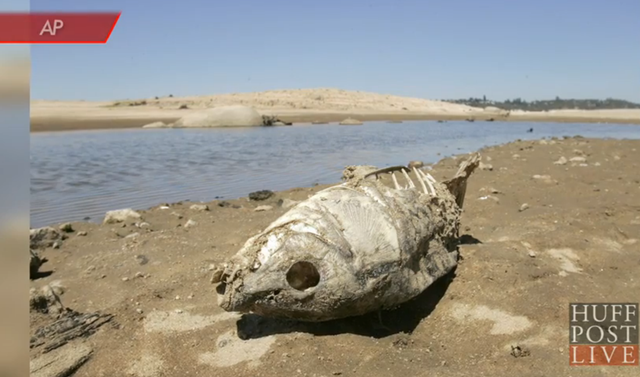A dead fish on Lake Oroville. The shore of California's Lake Oroville hasn't looked this way in modern history. Cracked dry mud shatters the canyon floor, and buoys rest 10 feet up the side of a shale hill. The remains of two vehicles -- crashed long ago -- rise from the mud like shipwrecks at low tide. The lake is only 36 percent full. Photo: AP / The Huffington Post