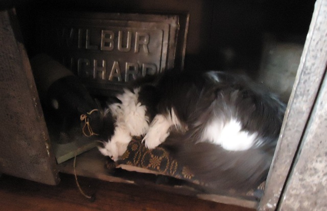 [Lola%2520in%2520cupboard%25201%255B3%255D.jpg]