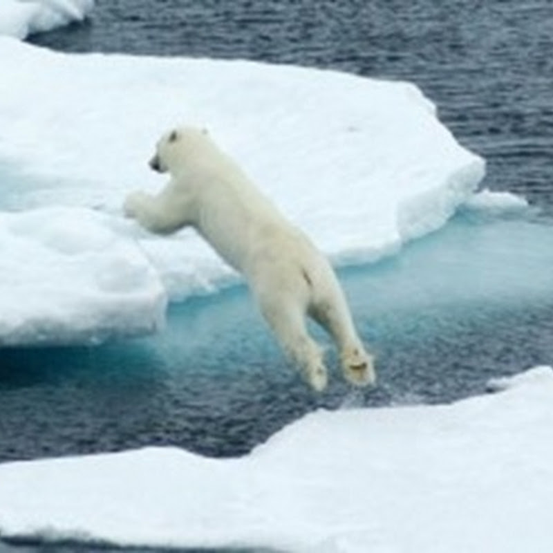 Más del 70 % del hielo del Océano Ártico se derrite a causa de la actividad humana