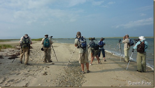 birding south beach_003 (1)