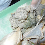 fetal_pig_cecum_labeled.jpg