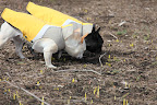 You're right, Franny, those are definitely daffodils!