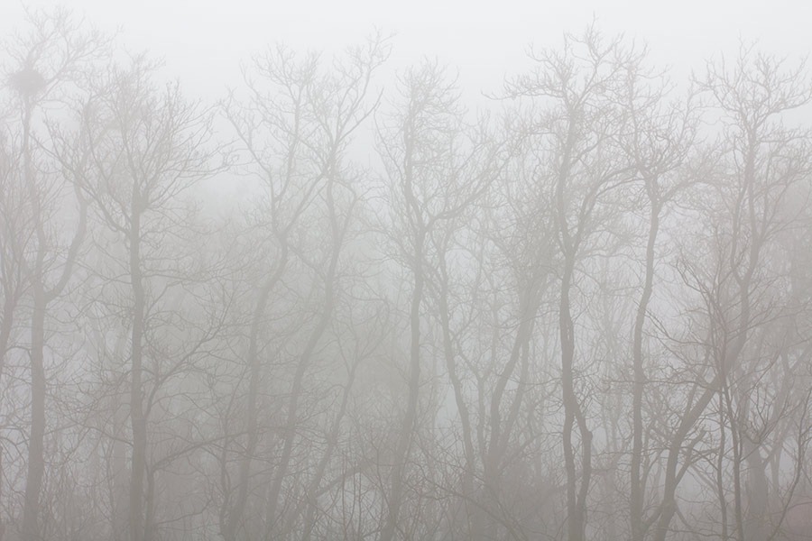 [111220_fog_ghost_trees%255B3%255D.jpg]