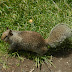 California.ground.squirrel.dscn9413