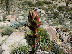 Agave in RockHouse canyon close to blooming