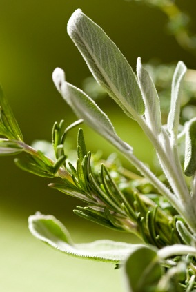 [herbs_for_winter2%255B4%255D.jpg]