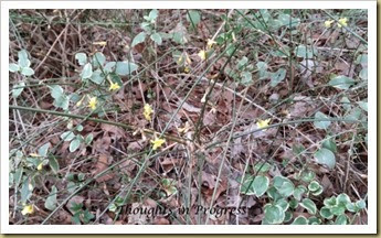 Yellow Flowers Jan 19 2015 at Thoughts in Progress