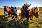 Icelanders-4horses-Iceland2012-IMG_4911-2048x1365-CCBy-StigNygaard.jpg
