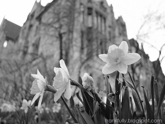 Early march daffodils in front of Eckhart Hall, University of Chicago