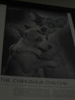 Not only were there mermaid collectibles around, but lots of Chihuahua ones, too!