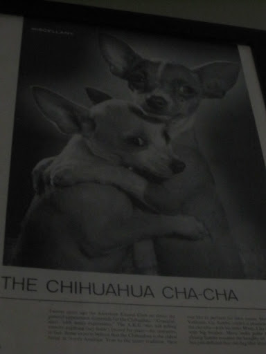 Not only were there mermaid collectibles around, but lots of Chihuahua ones, too!