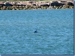 6907 Texas, South Padre Island - Osprey Cruises - Sea Life Safari  - Atlantic Bottlenose Dolphin