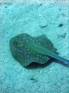 Fast Moving Blue Spotted Ray
