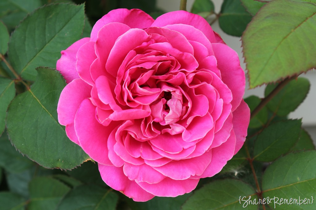 [pink-rose3.jpg]