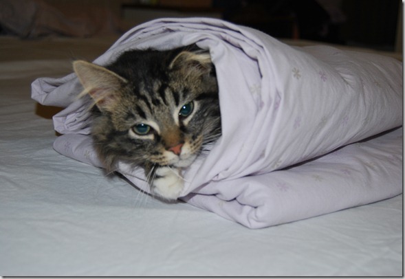 Katt og hunder jan 12 003