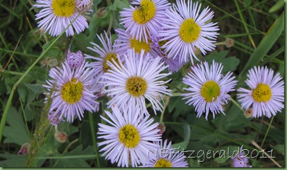 IMG_8347Fleabane IMG_8347Fleabane
