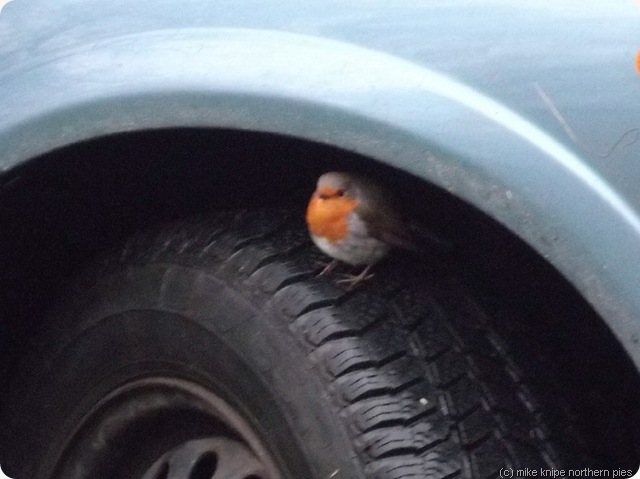 robin robin