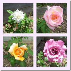 rose Collage