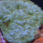 DSC_2127.jpg