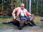 Kingston Crew Bull Moose