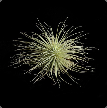 grd0411_gr1_0 air plant garden design