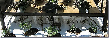 IMG_0847