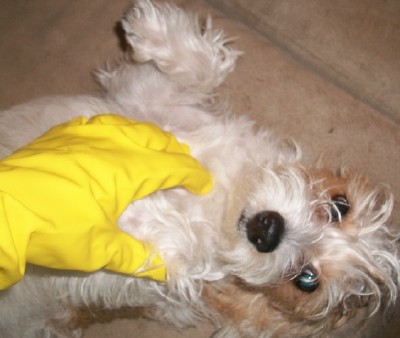 The hair of your furry friend is no match for a rubber glove.