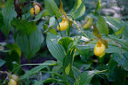 And look what else is up here.  Martha tells us they are Cypripedium or Lady's slippers.