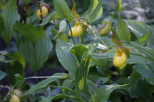 And look what else is up here.  Martha tells us they are Cypripedium or Lady's slippers.
