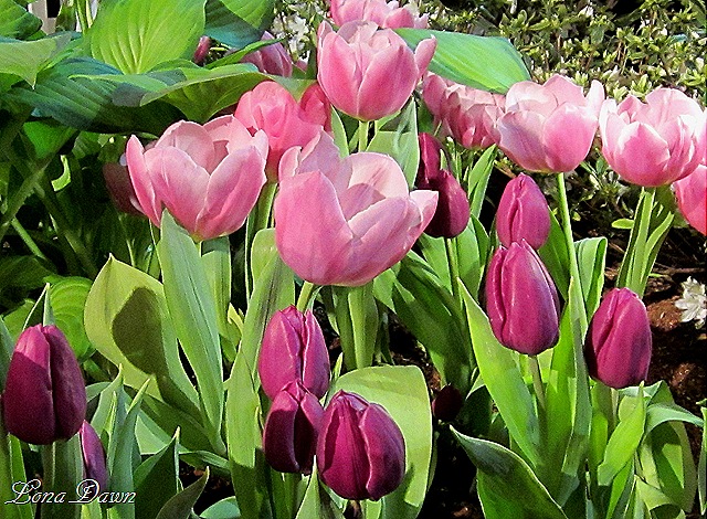 [Tulips2%255B10%255D.jpg]