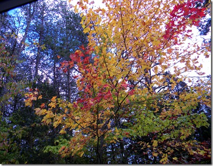 Fall Beauty 033 Fall Beauty 033