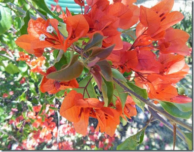 Orange Bougan Orange Bougan