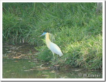 Garça-real (Pilherodius peleatus). foto: M.Eiterer