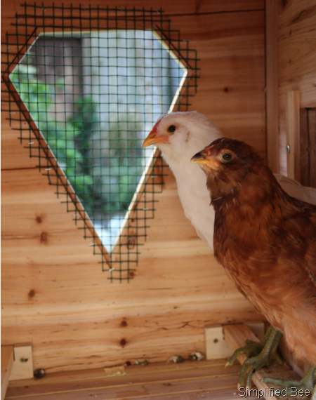 [backyard%2520chickens%2520in%2520coop%255B10%255D.png]