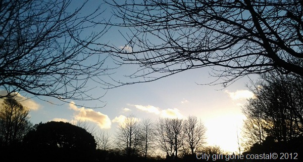 clouds through the trees