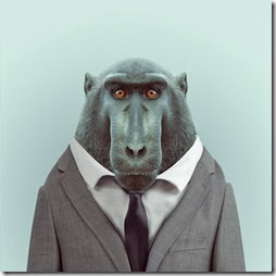 macaco macaco