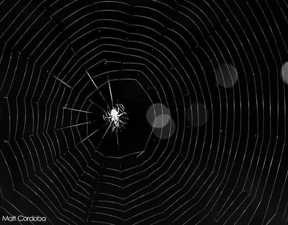 Poetisa noturna Teia de aranha incrível aspiral