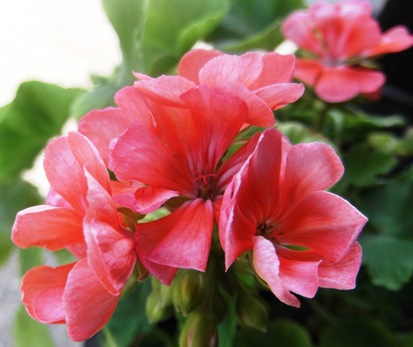 Geranium 2