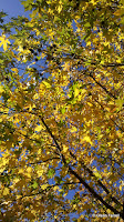 Autumn continues... in December.