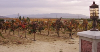 [hillside_vineyard%255B3%255D.jpg]