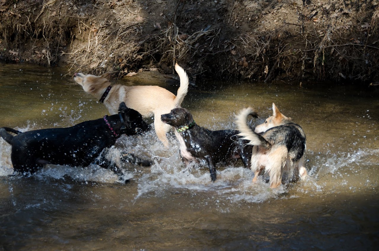 Dogs at Herbert Taylor Park beach