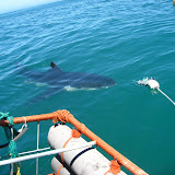 IMG_4379.JPG